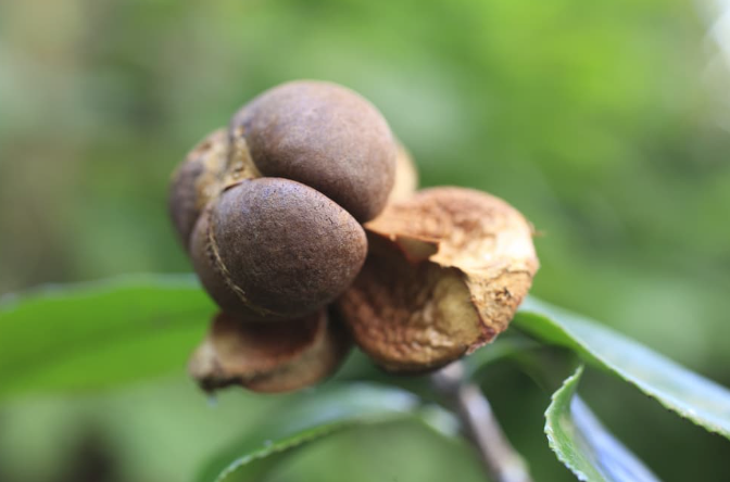 The Secret Glow: Why Cold-Pressed Camellia Seed Oil Is the Ultimate Sk   Originature