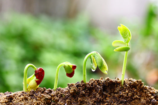Spring is the Season for Growth