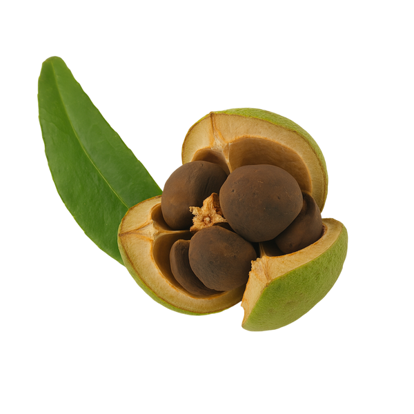 Camellia Seed Oil