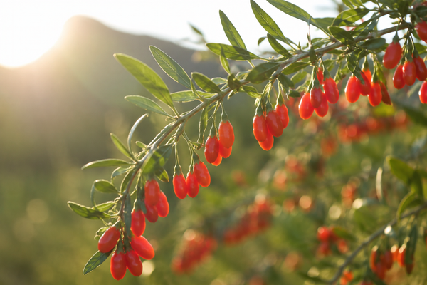Goji Berry Oil